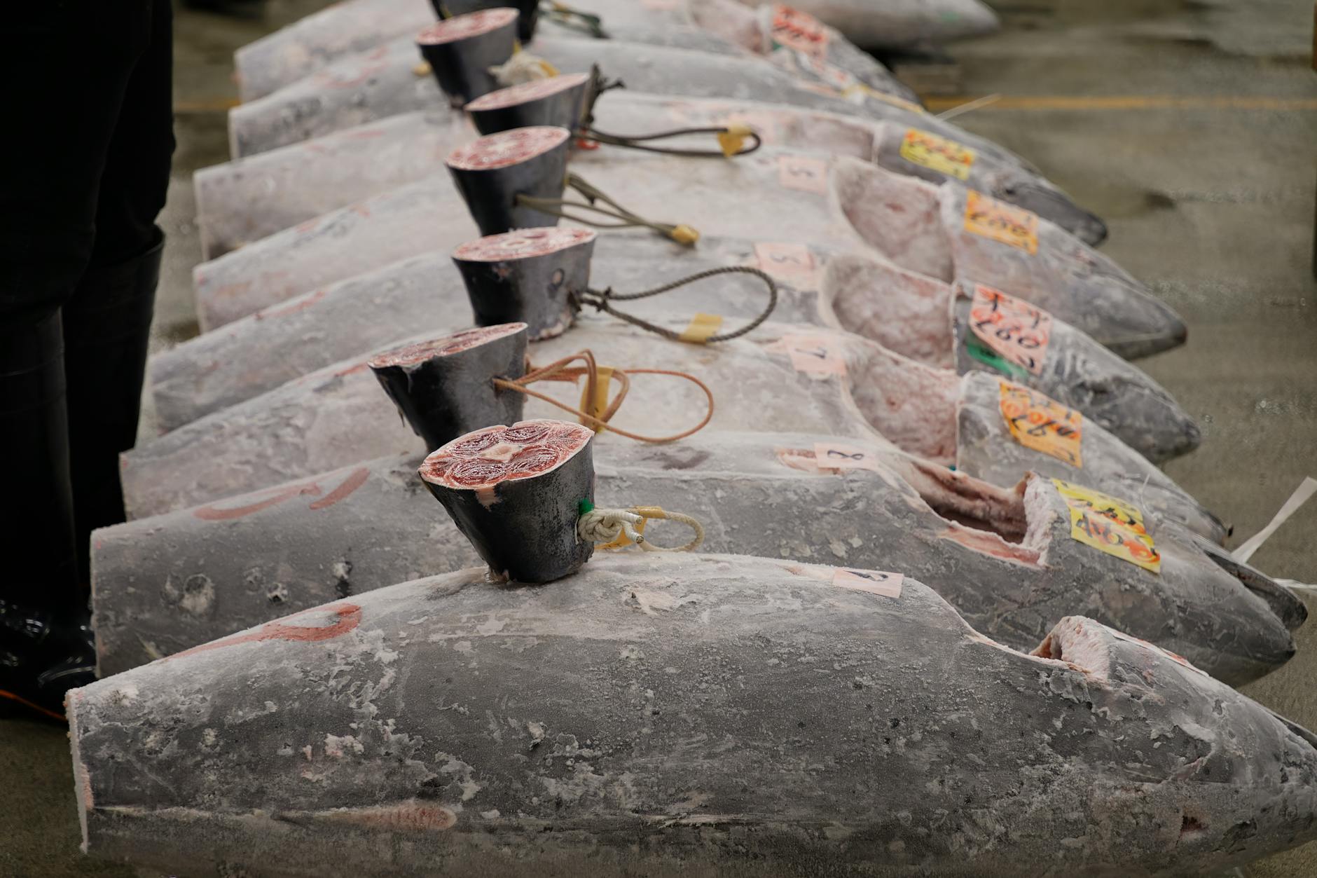 Zamrożone tuńczyki ustawione w rzędzie na aukcji na targu rybnym w Tokio